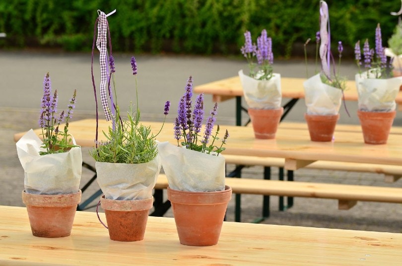 pots of lavender