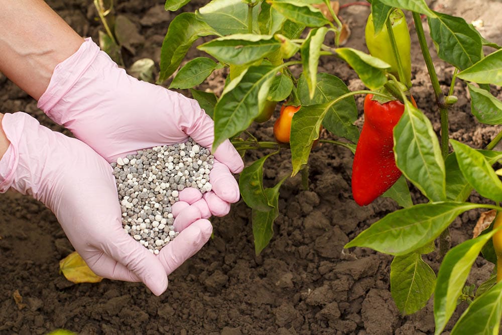 putting fertilizer on bell pepper