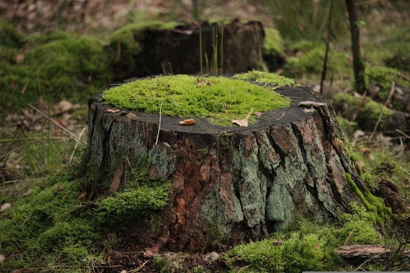 tree stump covered in moss