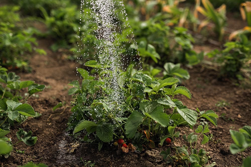 watering strawberry plant