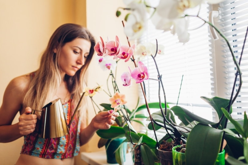 woman taking care of orchids