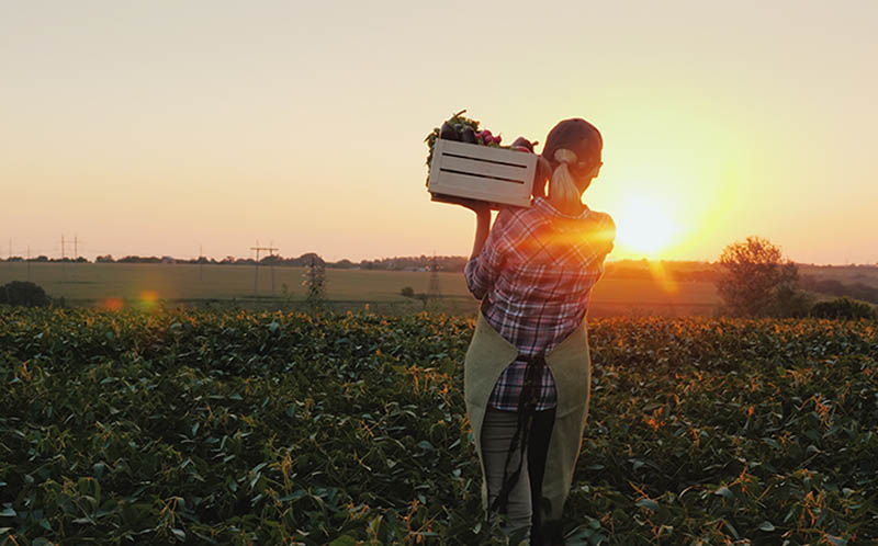 A female farmer with a box of fresh vegetables walks along her field