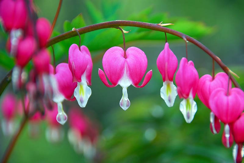 Bleeding heart plant or dicentra spectabilis