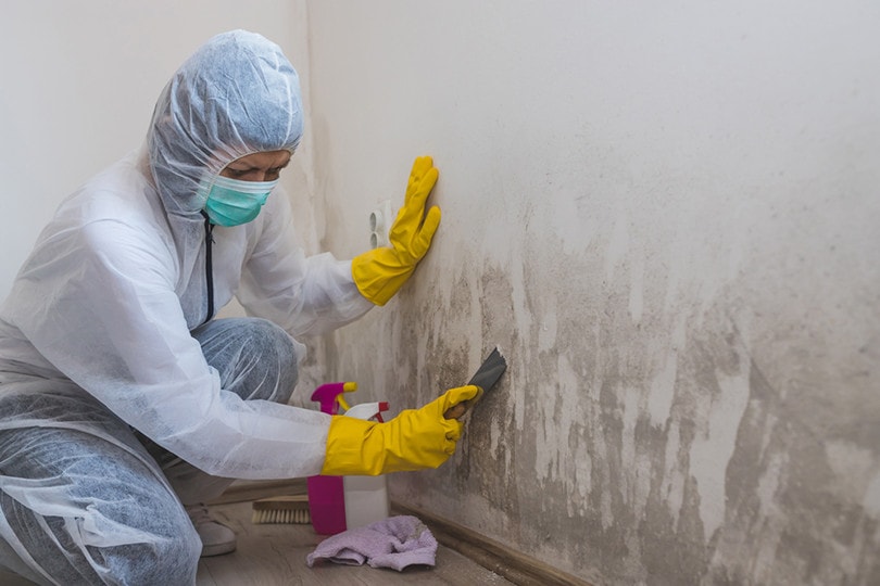 Mold Cleaning