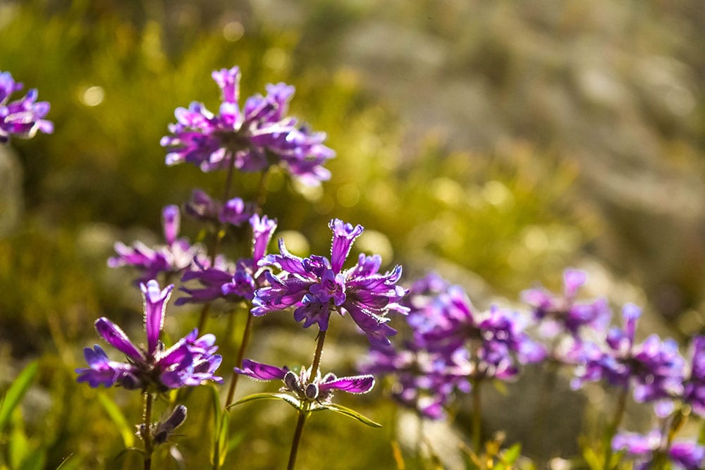 11 Companion Plants for Melons (With Pictures) Grea Vision