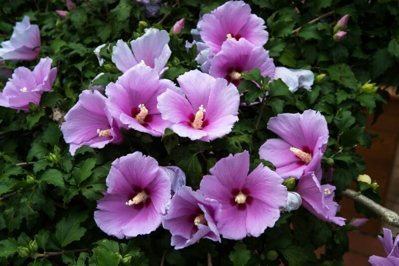 Purple rose of sharon