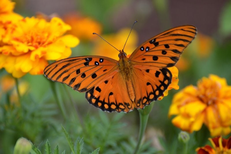 11 Most Common Types of Butterflies in Florida (With Pictures) Grea Vision