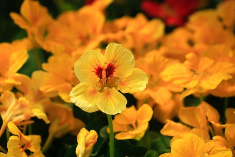 a bunch of yellow nasturtium flowers