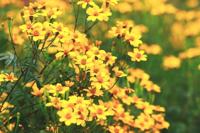 a field of tagetes lemmonii or Mexican Marigold