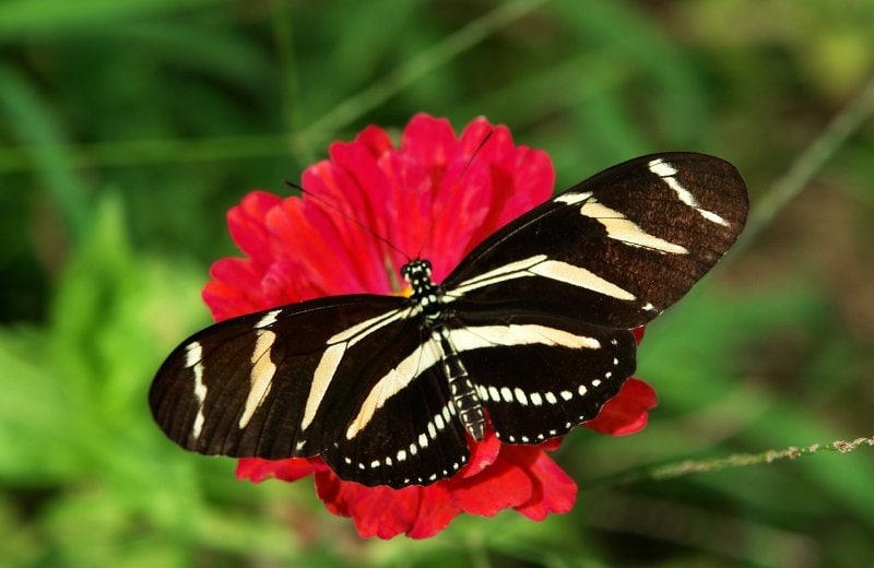a zebra longwing butterfly on a red flower