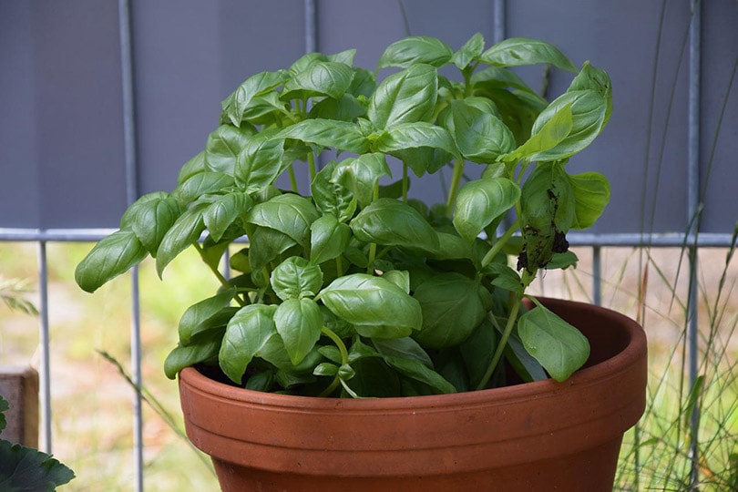 basil plant in a pot indoor