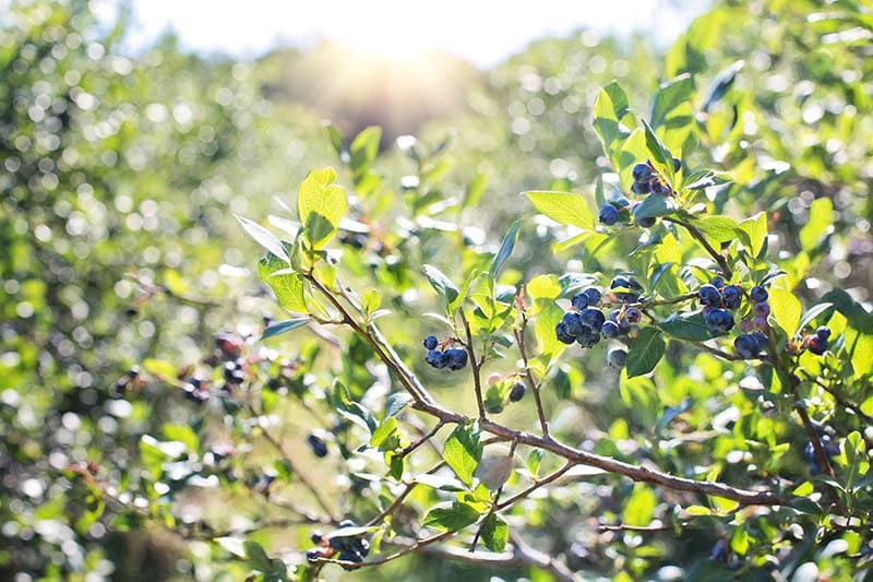 blueberries in summer