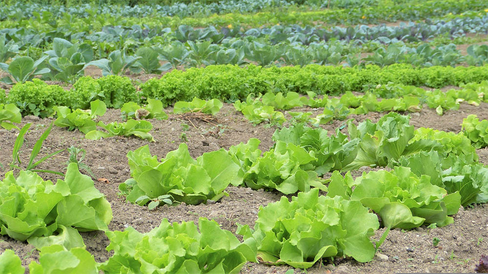 cabbage field