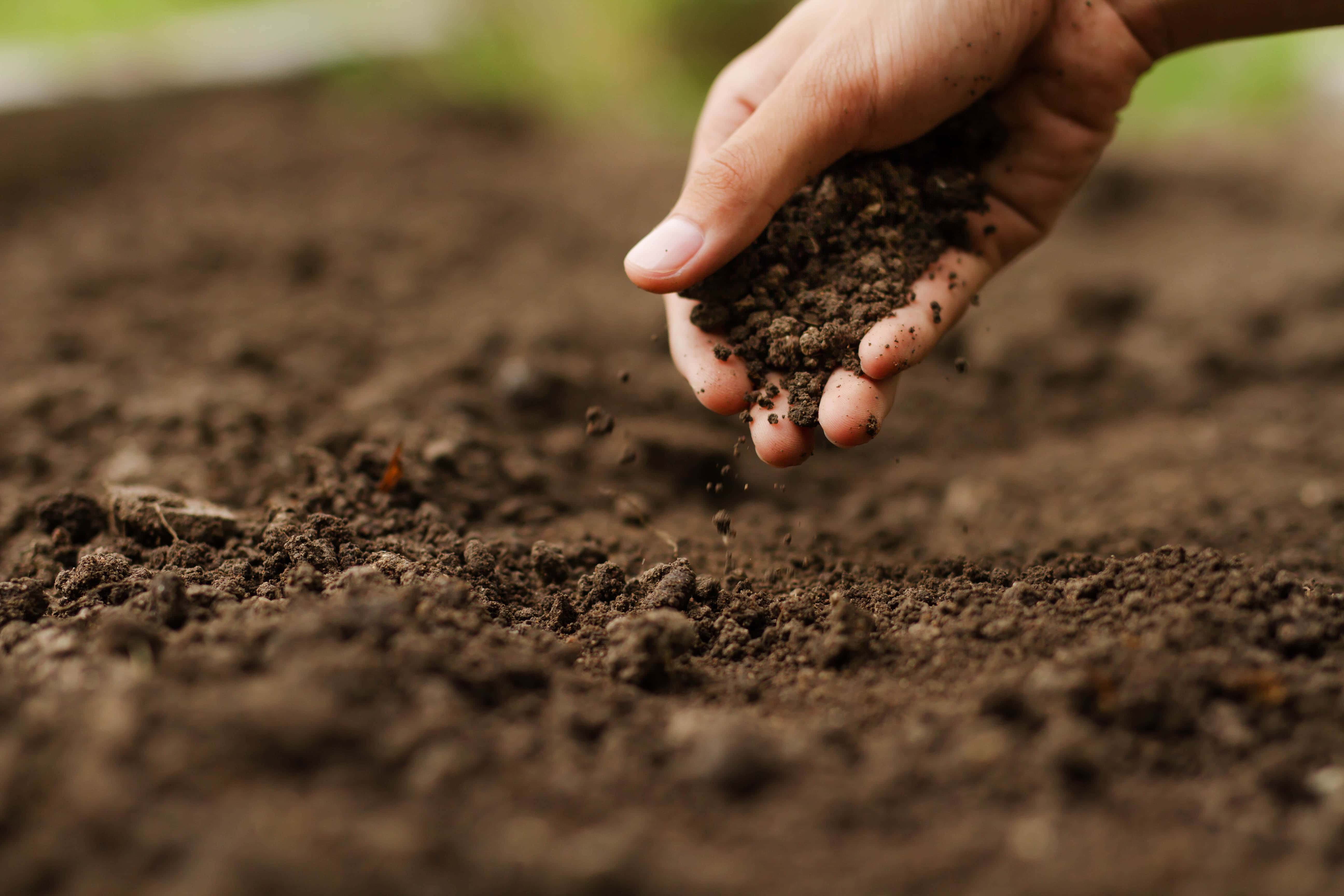 checking garden soil health before planting