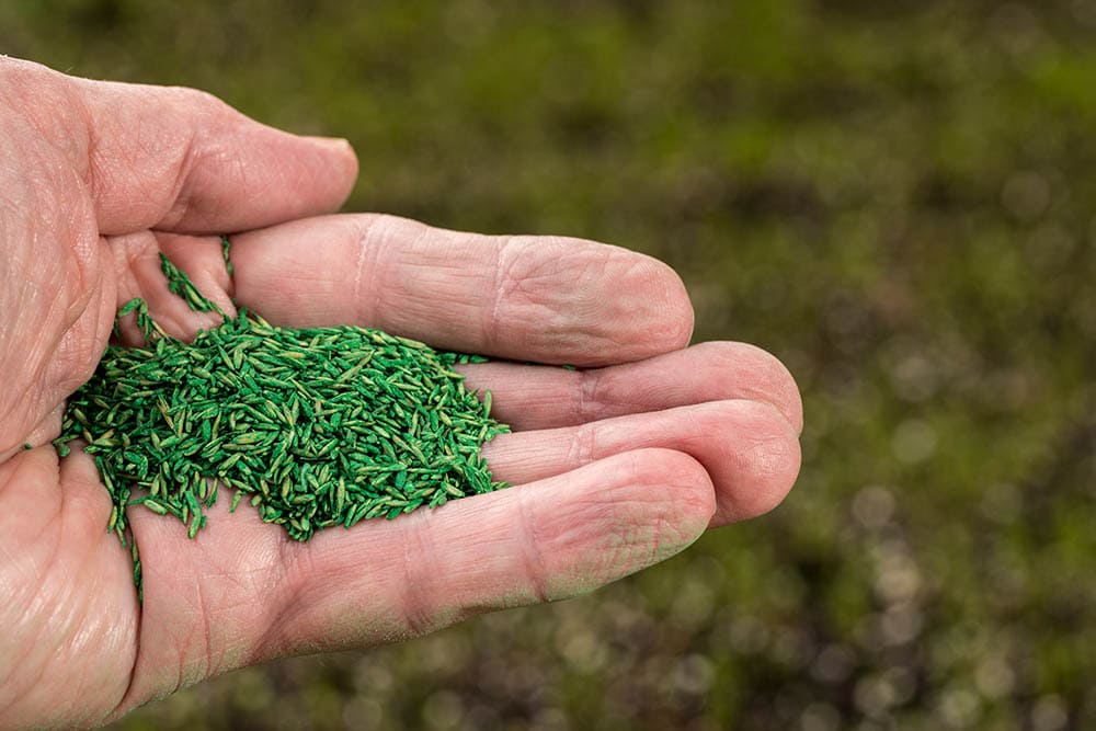 coated grass seeds on person's hand