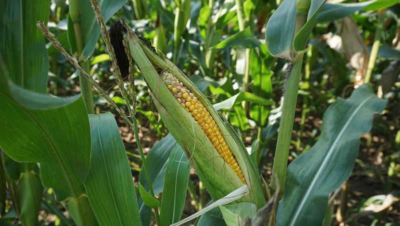 corn crops