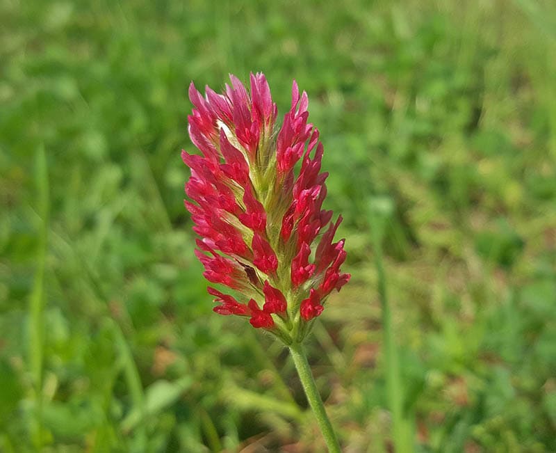 crimson clover