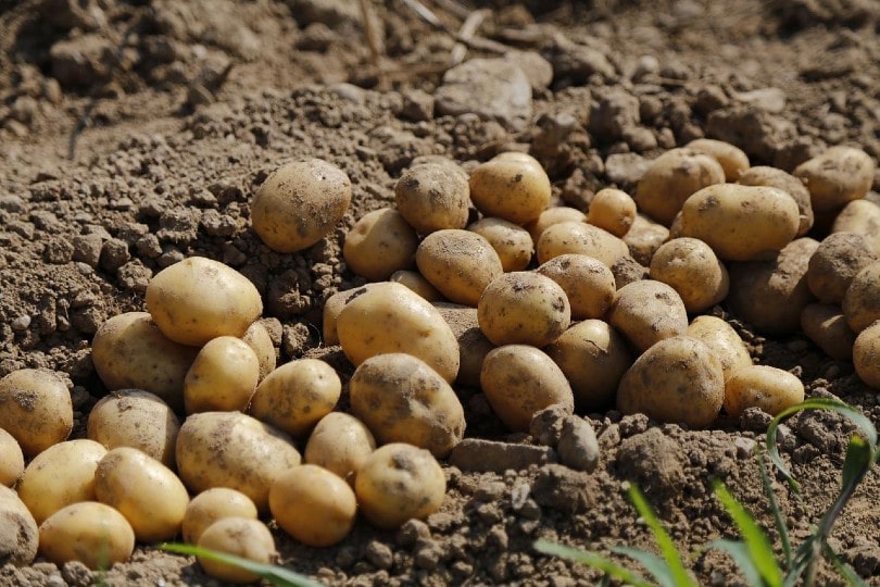 newly harvested potatoes