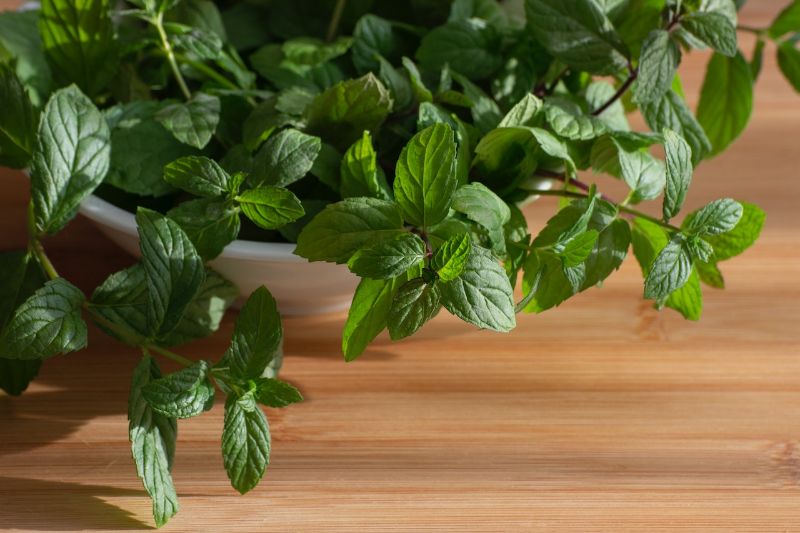 peppermint plant in a white pot on a wooden surface