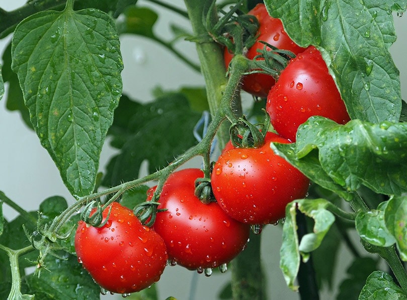 red tomatoes on vines