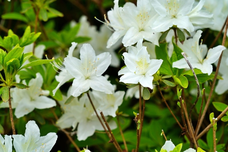 snow azalea flowers