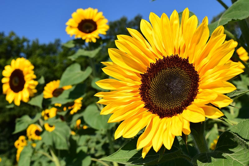 sunflower plants