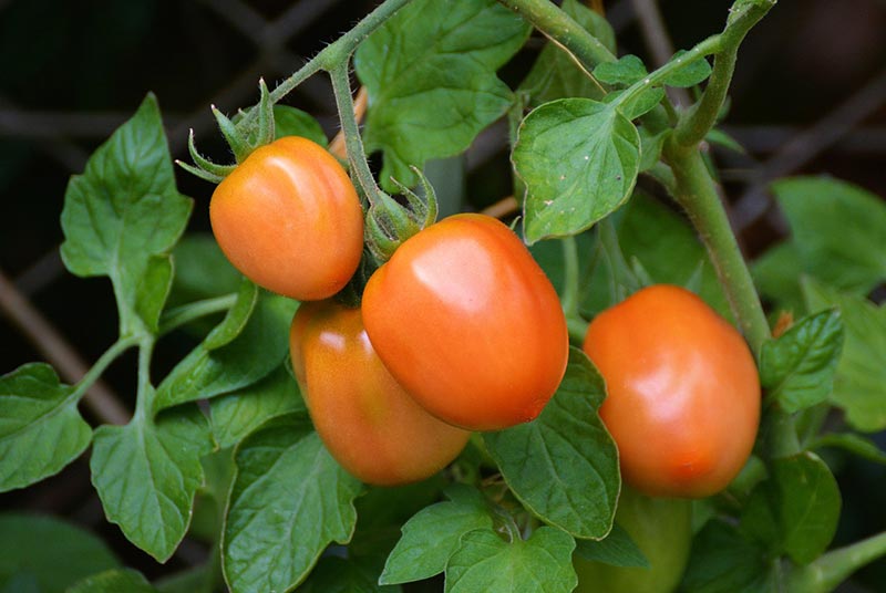 tomatoe plants