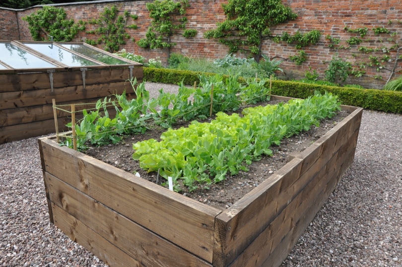 vegetable in raised beds garden