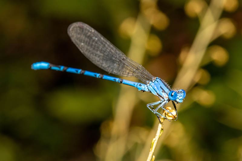 vivid dancer damsefly perched on a twig