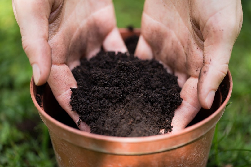 woman hands putting soil in the pot