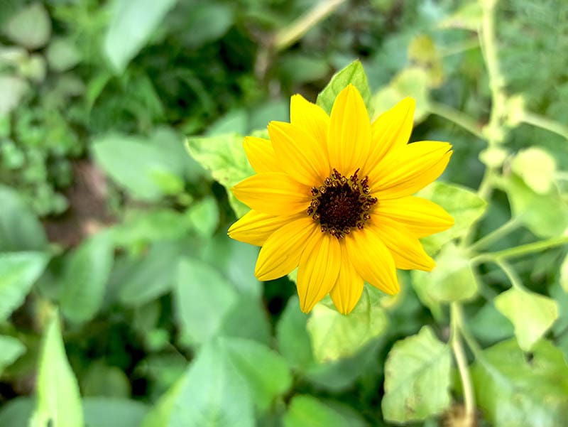 11 Companion Plants for Melons (With Pictures) Grea Vision