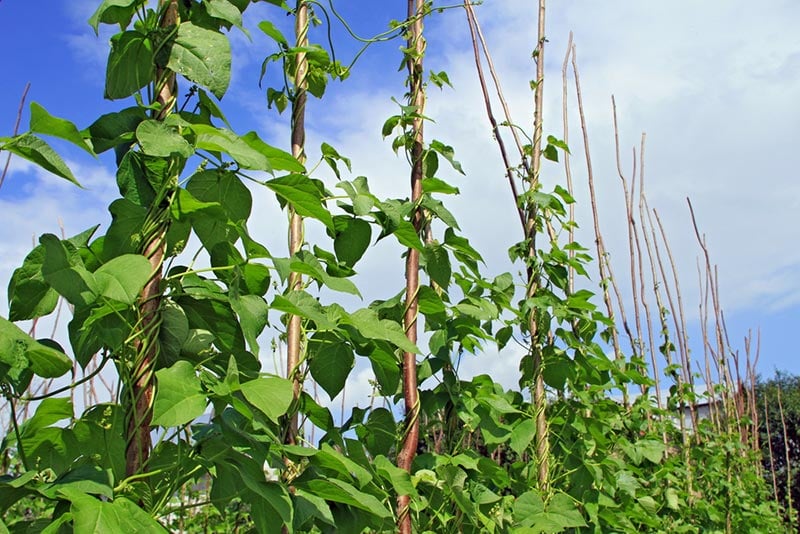 young stalks of a string bean on poles