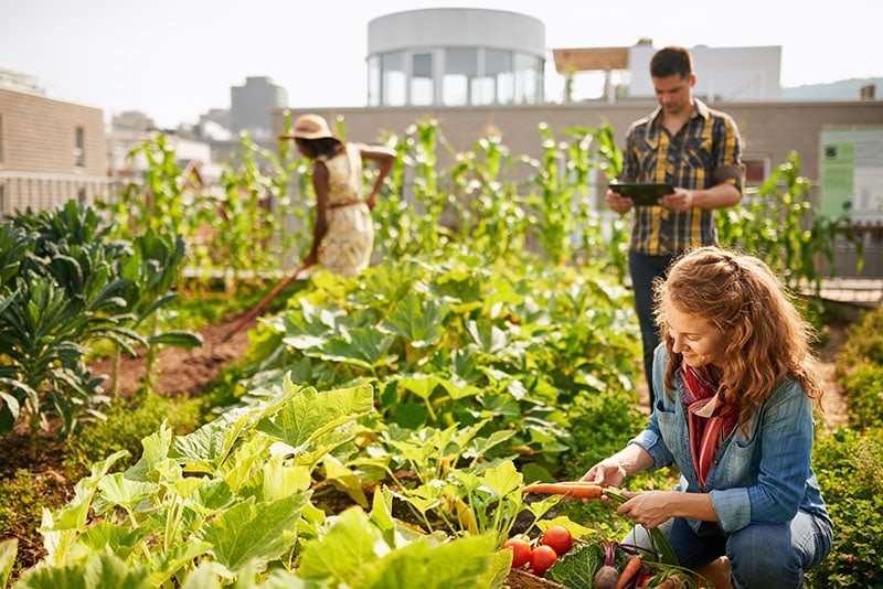 Friendly team harvesting fresh vegetables from the rooftop greenhouse garden