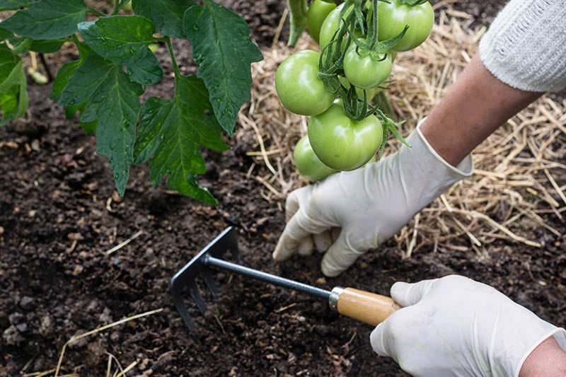 Organic mulching tomatoes