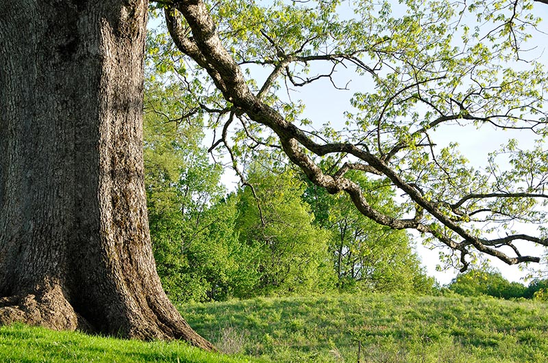 Ancient White Oak tree