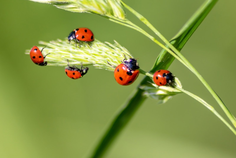 spotted ladybugs on plant