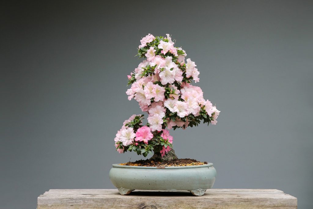 Azalea Bonsai close