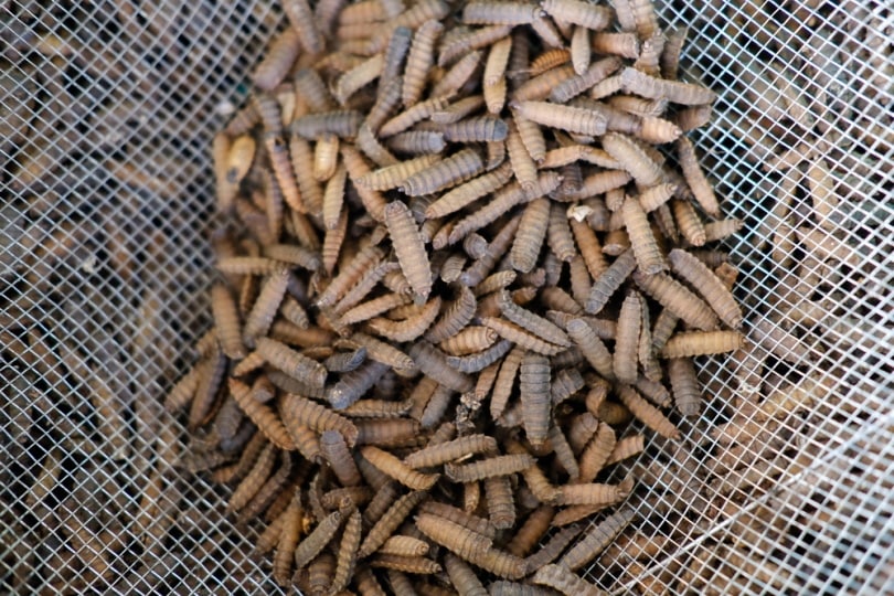 Black soldier fly larvae