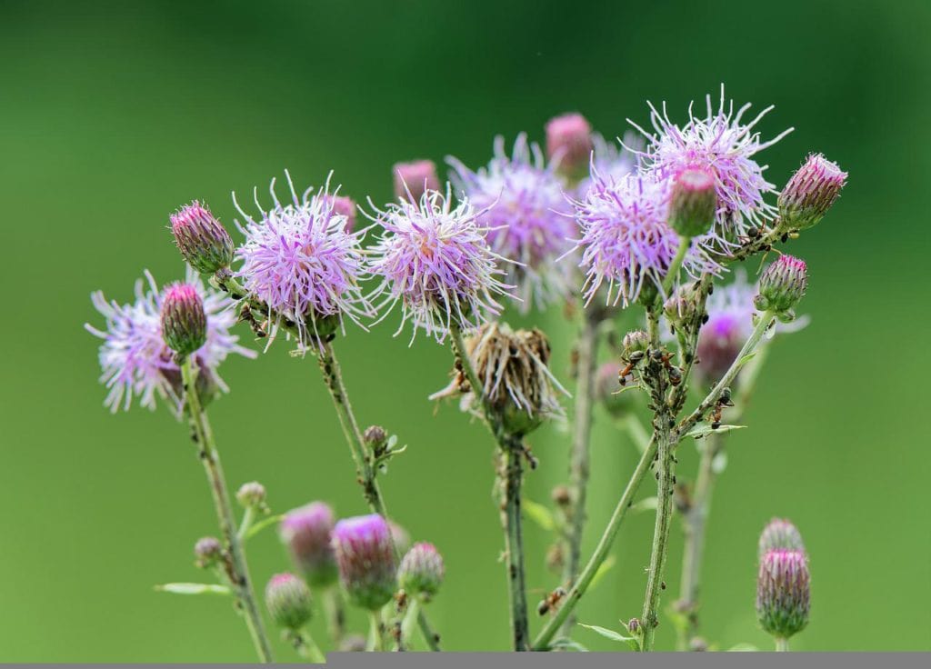 Canada Thistle