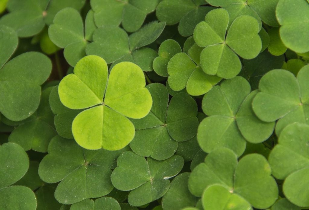Clover