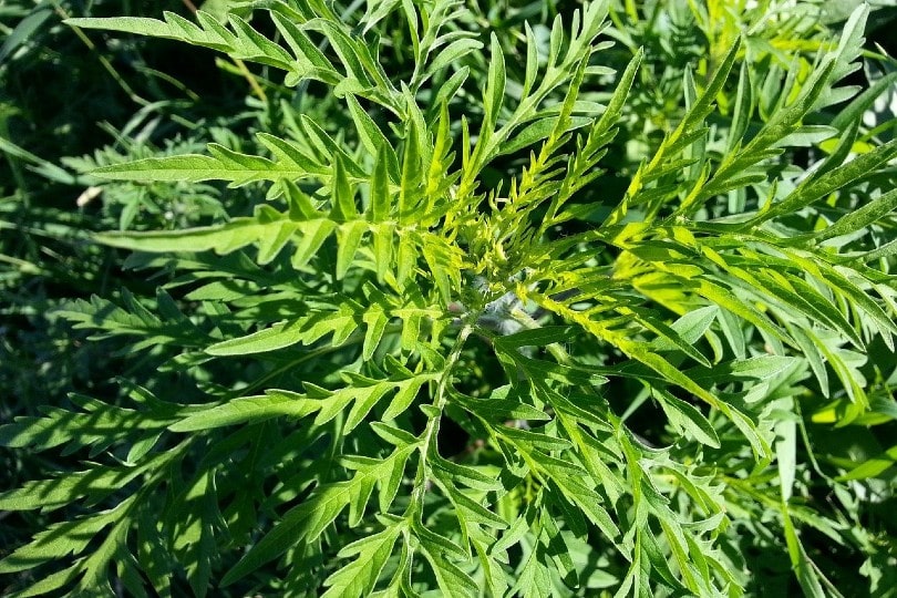 Common Ragweed