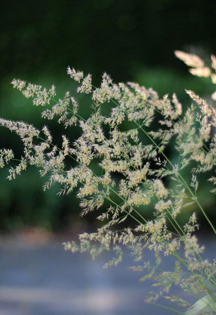 Feather Reed Grass or karl foester