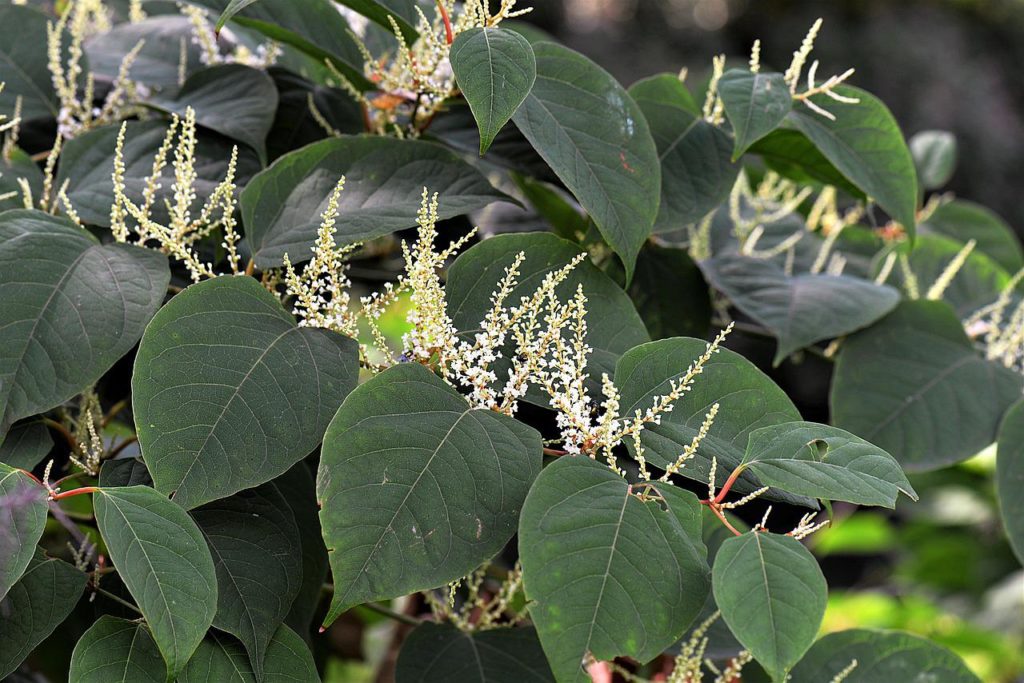 Japanese Knot Weed