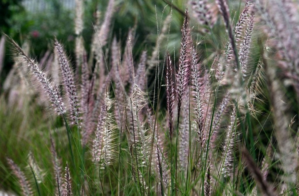 Purple Fountain Grass