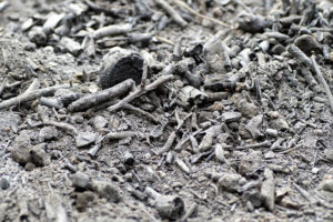 Is Ash Good for Compost? What You Need To Know!Popular PostsRelated posts