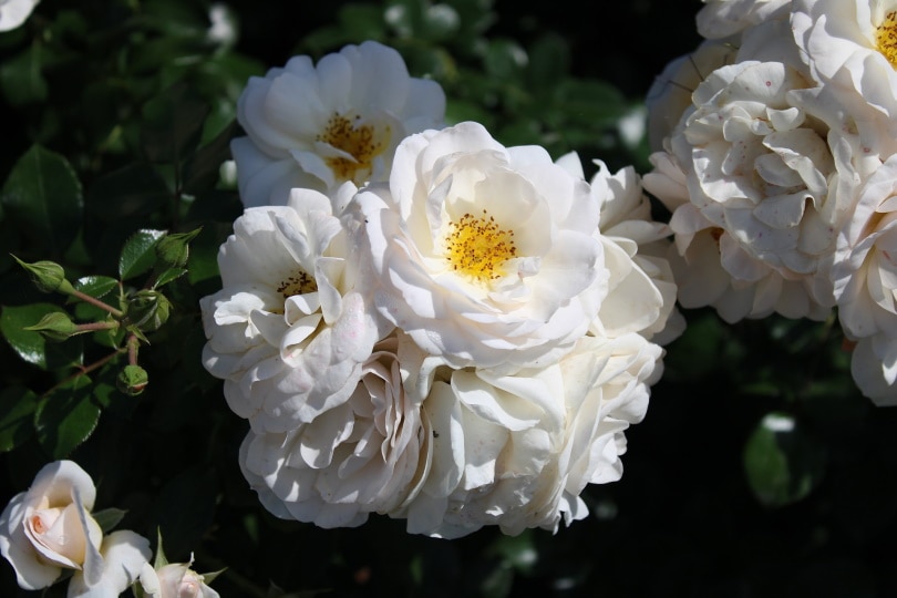 begonia flower