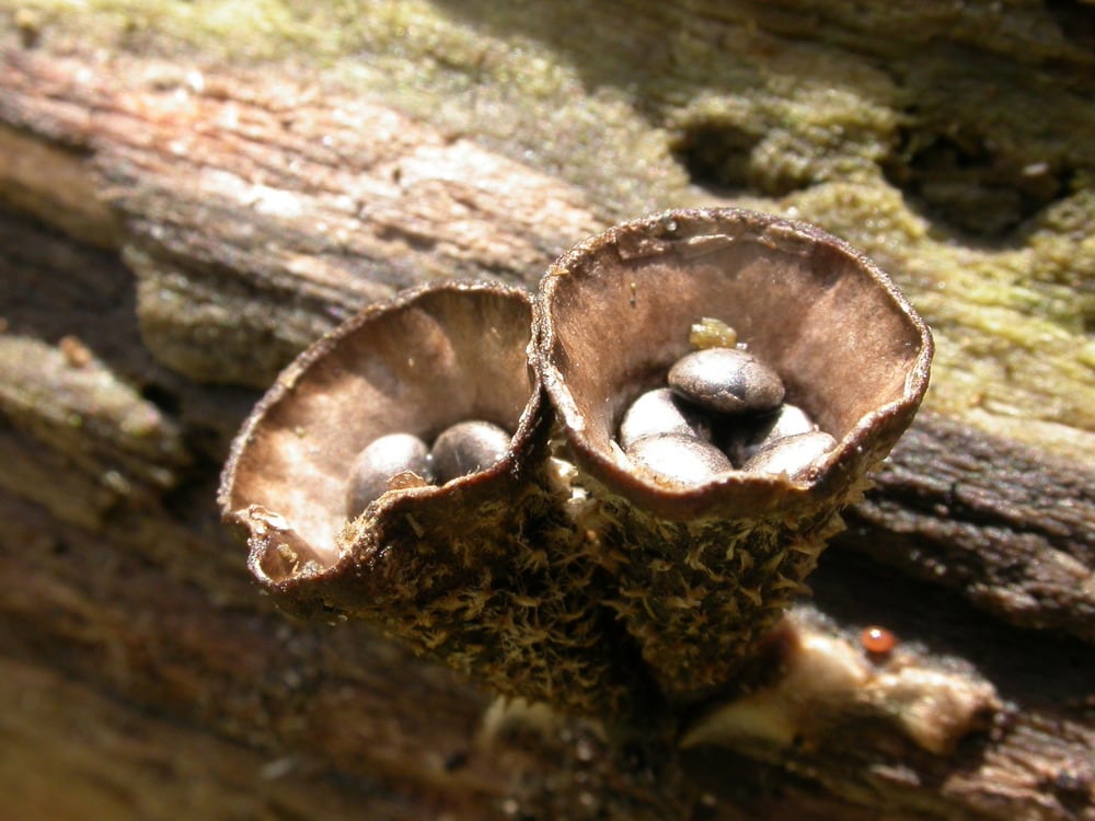 Birds,Nest,Fungus,