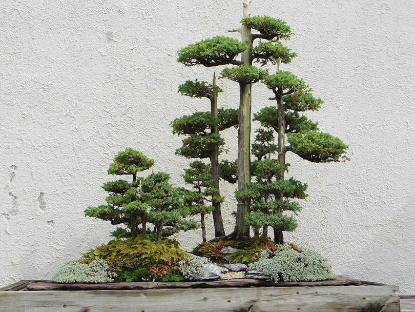 bonsai