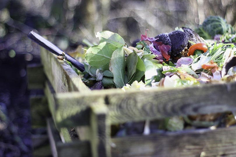 compost pit