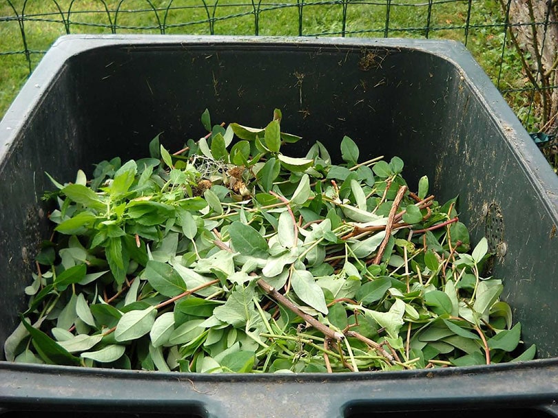 cut leaves and branches in compost bin